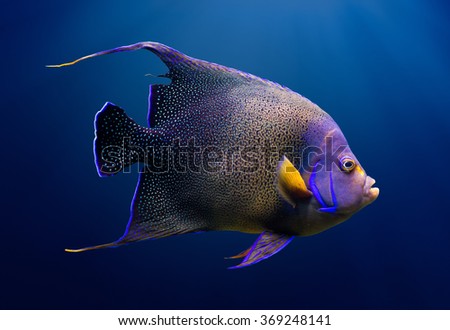 Sea life: adult Koran angelfish, or semicircle angelfish (Pomacanthus semicirculatus), on natural blue background