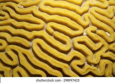 Sea life, grooved brain coral labyrinth, Caribbean sea