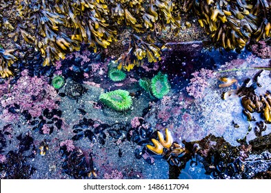 Sea Life In Tide Pool On The Pacific Coast