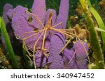 Sea life underwater, a yellowline arrow crab on branching tube sponge, Caribbean sea