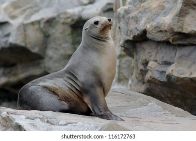 Sea Lion