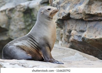 Sea Lion