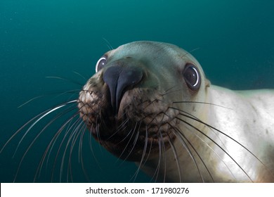 Sea Lion