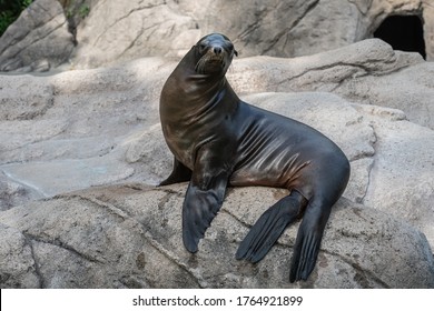 Sea Lion At The Bronx Zoo