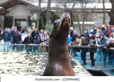 Sea Lion Central Park Zoo New Stock Photo 1270496482 | Shutterstock