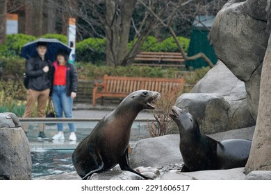 A Sea Lion in Central Park Zoo, New York City