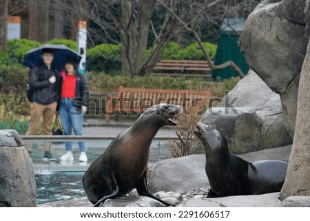 A Sea Lion in Central Park Zoo, New York City