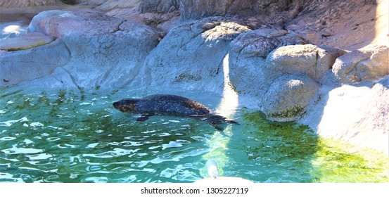 Sea lion chilling on a rock