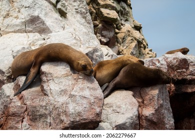 Sea Lion Close Up Palomino Island Peru