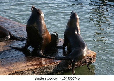 Sea Lion Couple At Pier 39 In Fisherman's Wharf District During Sunset, San Francisco, California, USA. Famous Travel Destination In SF.