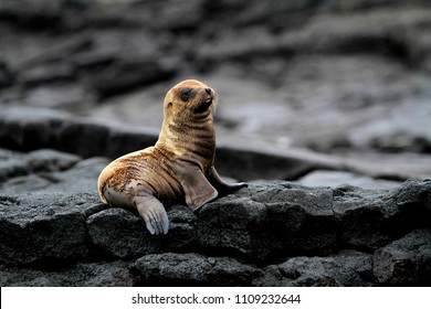 sea lion cub South America Galapagos