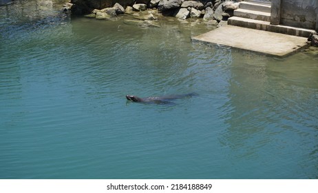 Sea Lion In A Dolphinarium In Los Cabos, Baja California Del Sur Mexico