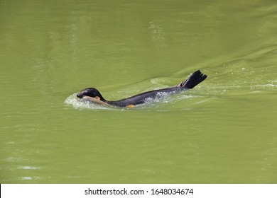 Sea Lion Eating A Carp