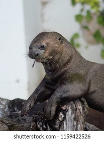 Sea Lion Eating Fish