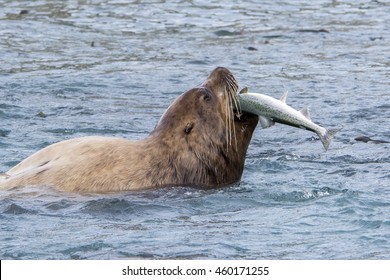 Sea Lion Eating Salmon