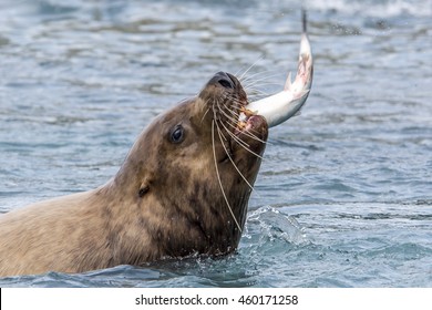 Sea Lion Eating Salmon