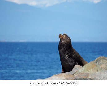 A Sea Lion Enjoying Some Warm Sunshine On The Rocks On The Coast Of Vancouver Island In British Columbia, Canada. The Coast Mountains Just North Of Vancouver Can Be Seen In The Background.