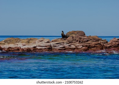 A Sea Lion In Espiritu Santo Island, La Paz, Mexico