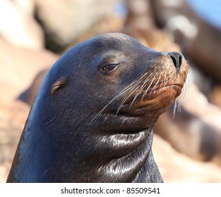 Sea Lion Face