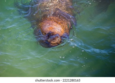 Sea Lion Face Close Up