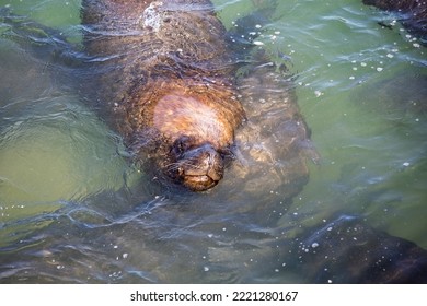 Sea Lion Face Close Up