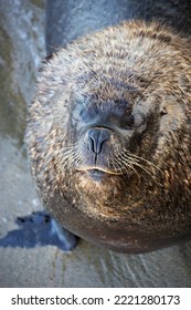 Sea Lion Face Close Up