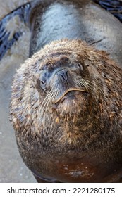 Sea Lion Face Close Up