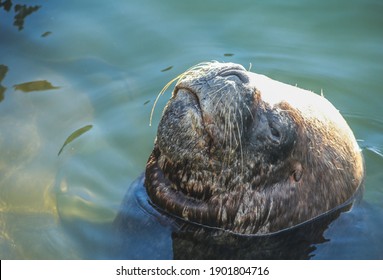 Sea Lion Face  Relaxing In The Water 