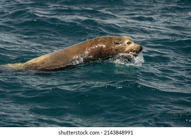 Sea Lion Hunting A Fish In Baja California