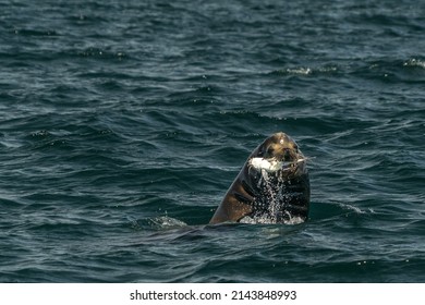 Sea Lion Hunting A Fish In Baja California