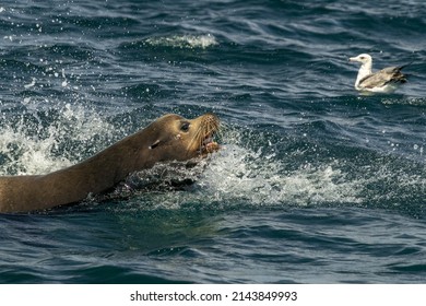 Sea Lion Hunting A Fish In Baja California