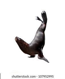 Sea Lion Isolated Over White Background