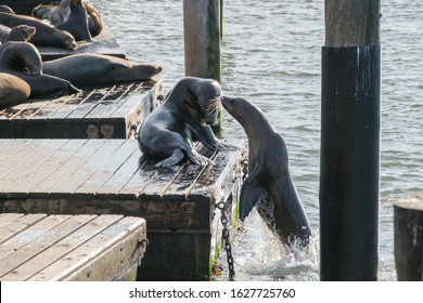 Sea Lion Jumping Out The Ocean, San Francisco  CA