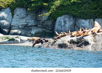 Sea Lion Jumping In The Water