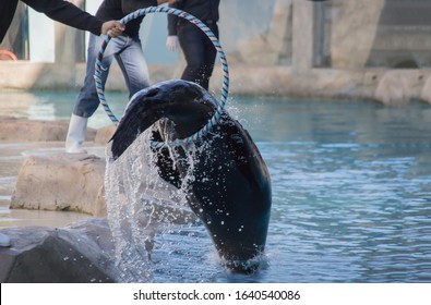 Sea Lion Jumping From Water To Catch Toy In Zoo