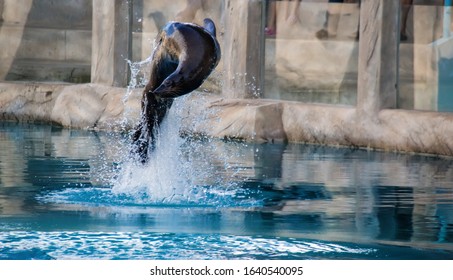 Sea Lion Jumping From Water To Catch Toy In Zoo