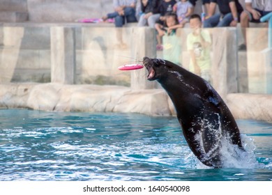 Sea Lion Jumping From Water To Catch Toy In Zoo