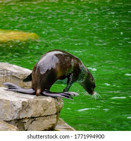 A Sea Lion Jumping To Sea At The Zoo