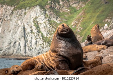 Sea Lion, Kamchatka Krai 2020.