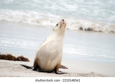 The Sea Lion Mother Is Looking For Her Pup