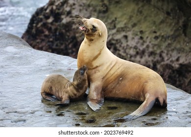 Sea Lion Mother With Molting Fur And Pup On Top Of The Seashore Rocks In La Jolla California.