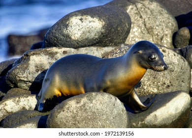 Galápagos Sea Lion, Galápagos National Park, Ecuador