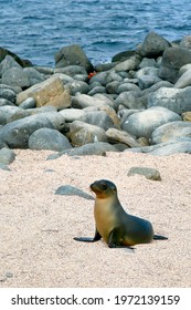 Galápagos Sea Lion, Galápagos National Park, Ecuador