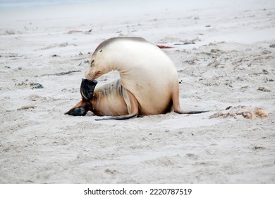 The Sea Lion Is On The Beach At Seal Bay, Kangaroo Island South Australia