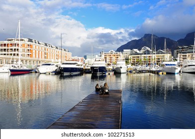 Sea Lion On A Jetty In Cape Town V&A Waterfront