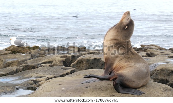 Sea lion on the rock in La Jolla. Wild eared seal\
resting near pacific ocean on stone. Funny wildlife animal lazing\
on the beach. Protected marine mammal in natural habitat, San\
Diego, California USA.