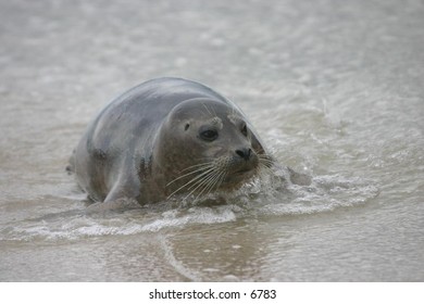 sea lion on a sandy beach with approaching waves