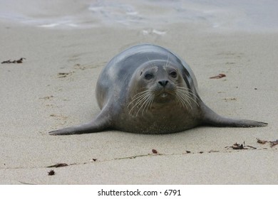 sea lion on a sandy beach