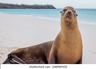 Sea Lion on the sandy, blue water beach of Espanola Island in the Galapagos Islands National Park.