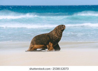 Sea lion on sandy New Zealand beach, ocean waves in background. Wild animal on coastline, clear blue water, natural habitat. Coastal wildlife photography, marine mammal in nature. - Powered by Shutterstock